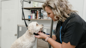 Dog groomer looking lovingly at dog to depict finding your passion in a career as a certified dog groomer