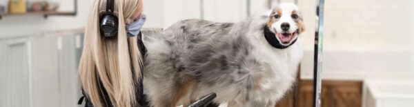 Level 1 - Professional Groom Tech Certification - Paragon School of Pet ...