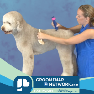 picture of professional dog groomer working on a doodle to depict Paragon's Groominar Network