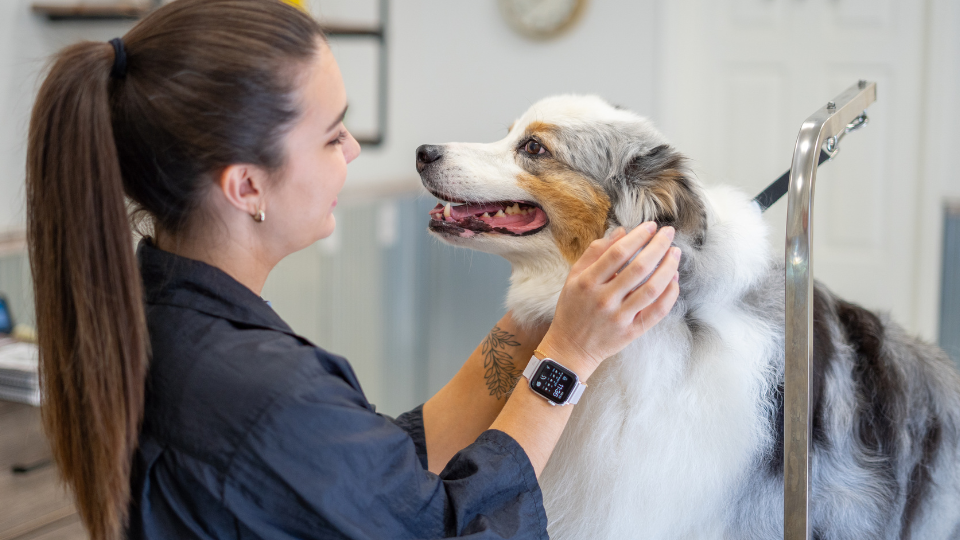Dog grooming as pet health care depicted by young groomer with an australian shepherd on a grooming table
