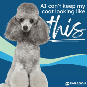 A well-groomed gray poodle sits against a blue background with text that says, “AI can’t keep my coat looking like this.” Paragon Pet Grooming School logo appears in the corner.