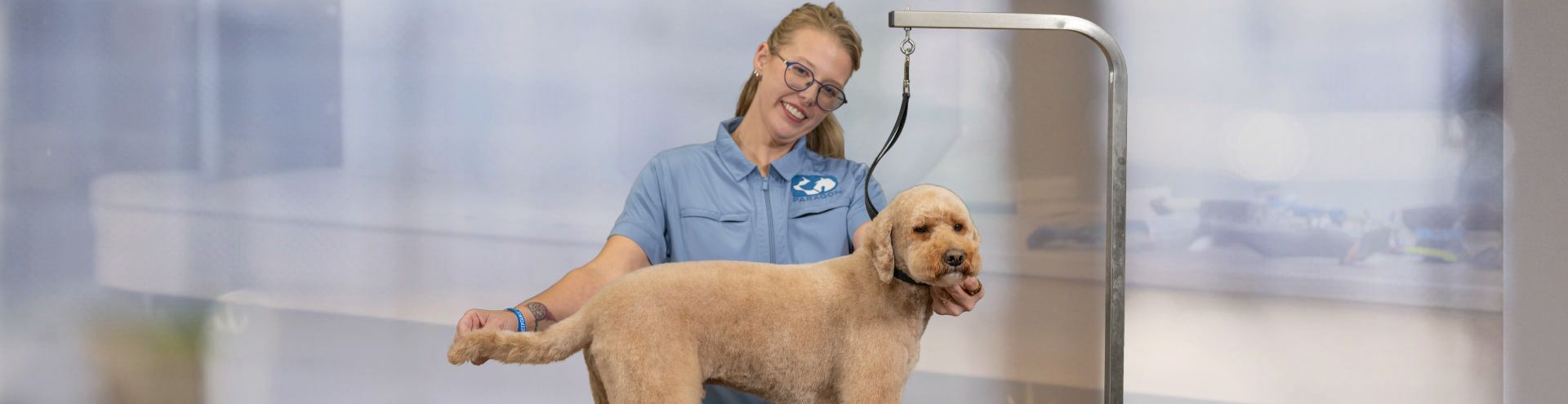 Professional Dog Grooming Advance Stylist training certificate course depicted by pro groomer with doodle on grooming table