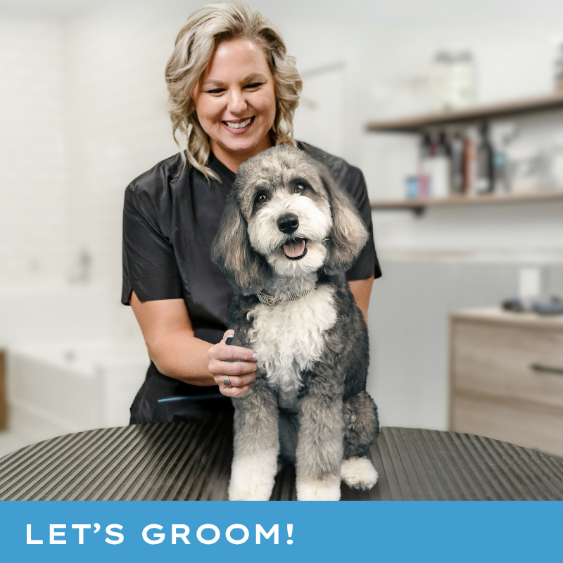 Professional groomer with doodle on grooming table depicting Paragon Pet School's groomer training online certification programs
